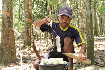 Sustainable Rubber Supply Chain3_Continental_GIZ Canopy Indonesia