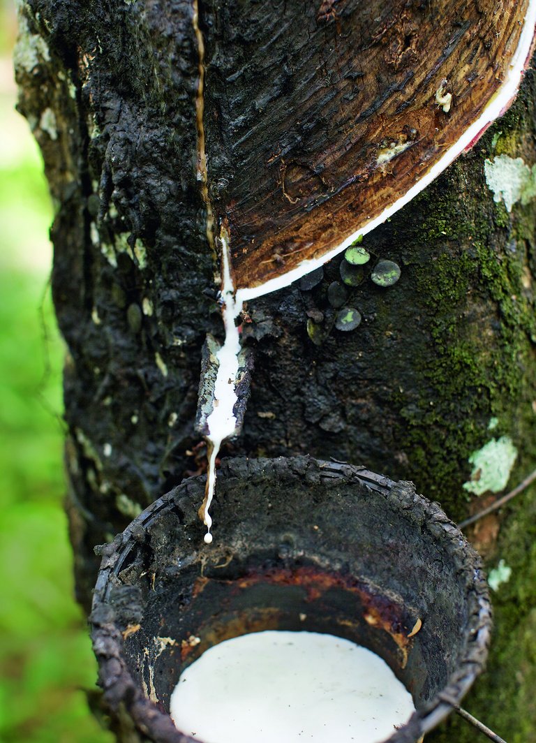 Kautschuk Baum