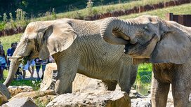 Do podpory zlínské zoo se zapojila nejen firma Continental Barum, ale i její zaměstnanci